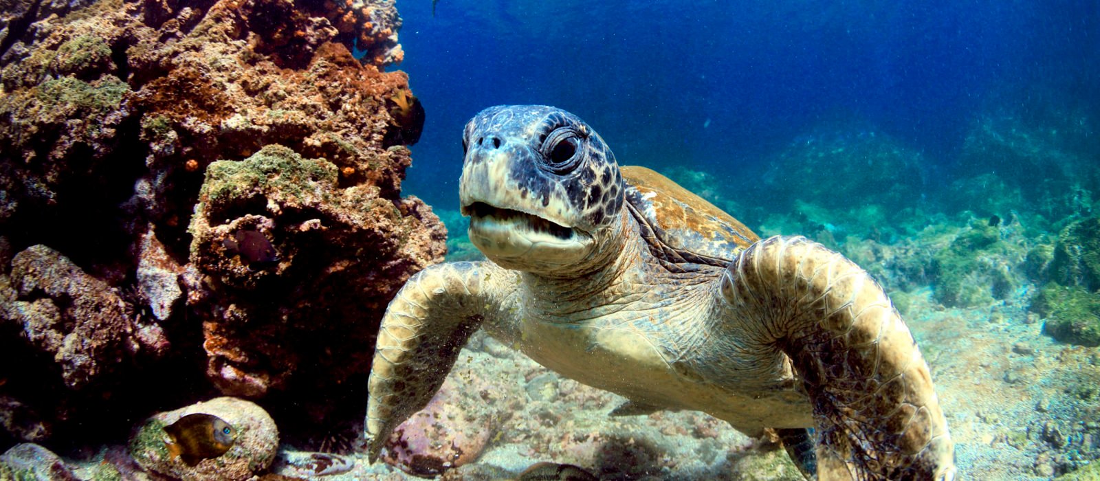 sea-turtle-galapagos-islands