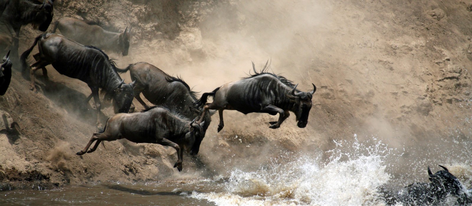wildebeest-great-migration-serengeti-tanzania